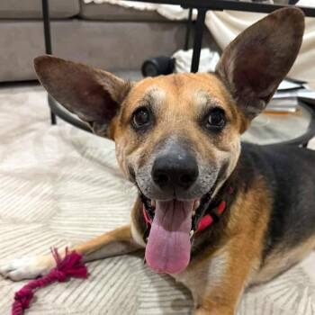 Labrador Retriever and German Shepherd Dog Dogs Available for Adoption - Bella | PetCurious