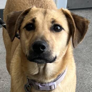 Mixed Breed Dogs Available for Adoption in Las Cruces, New Mexico - Prim | PetCurious