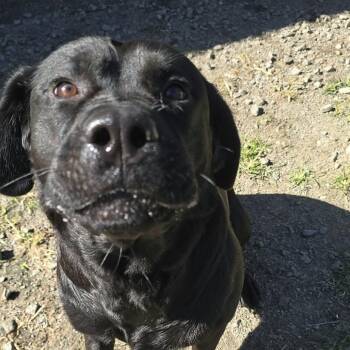 Lyra -  Black Labrador Retriever Dog for Adoption in Orange, Virginia - Lyra | PetCurious