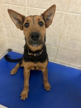 Rescue Airedale Terrier and Australian Cattle Dog Blue Heeler Dogs for Adoption in Osage Beach, Missouri - Cadet | PetCurious