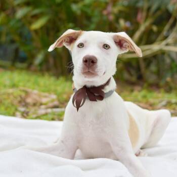 Mixed Breed Dogs Available for Adoption - Walnut | PetCurious