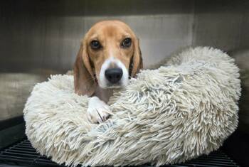 Sage -  Beagle Dog for Adoption in Lockport, New York - Sage | PetCurious