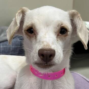 Crumpet 54584 -  Chihuahua and Mixed Breed Dog for Adoption in Las Vegas, Nevada - Crumpet 54584 | PetCurious