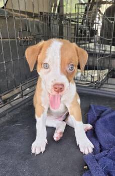 Jack Russell Terrier Dogs Available for Adoption - Sport | PetCurious