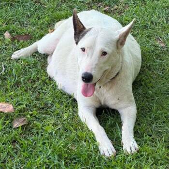 White German Shepherd and Cattle Dog Dogs Available for Adoption in New Orleans, Louisiana - Patches | PetCurious