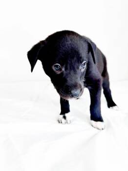 Prior -  Australian Cattle Dog Blue Heeler Dog for Adoption in Bixby, Oklahoma - Prior | PetCurious