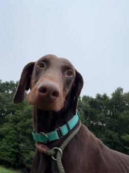 Sawyer -  Doberman Pinscher Dog for Adoption in Fleetwood, Pennsylvania - Sawyer | PetCurious