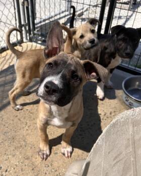 Mixed Breed Dogs Available for Adoption in Manchester, Tennessee - Moth | PetCurious