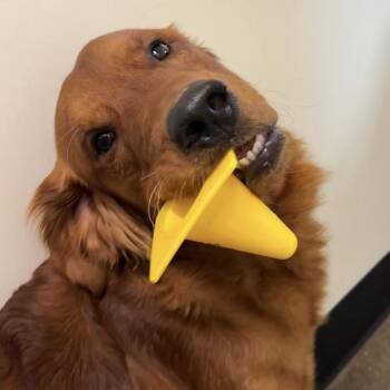 Golden Retriever Dogs Available for Adoption in Portland, Oregon - Gibson | PetCurious