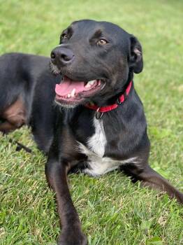 Ed -  Doberman Pinscher and Pit Bull Terrier Dog for Adoption in Decorah, Iowa - Ed | PetCurious