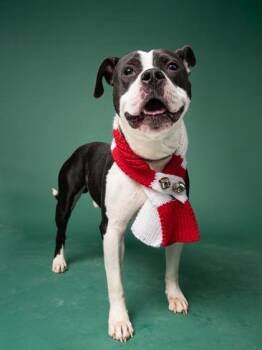 O` Toole -  American Staffordshire Terrier and Mixed Breed Dog for Adoption in Atlanta, Georgia - O` Toole | PetCurious