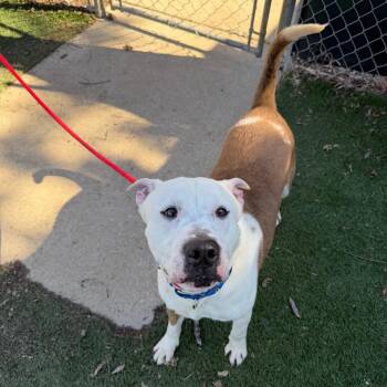 Mixed Breed Dogs Available for Adoption - Rocky | PetCurious