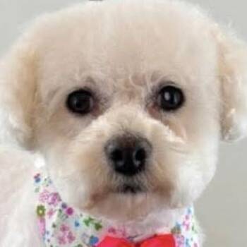 Robin -  Maltese Dog for Adoption in Calgary, Alberta - Robin | PetCurious