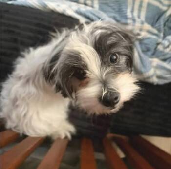 MADDY -  Shih Poo Dog for Adoption in Auburn, Washington - MADDY | PetCurious