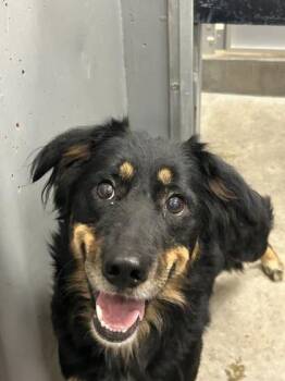 Rescue Mixed Breed Dogs for Adoption in Redmond, Oregon - Susie | PetCurious