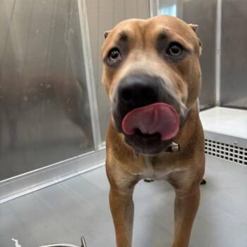 Jorge -  Terrier Dog for Adoption in Des Moines, Iowa - Jorge | PetCurious