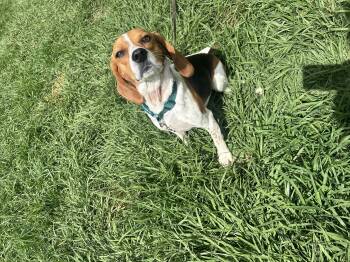 Beagle Dogs Available for Adoption in Covington, Louisiana - June Bug | PetCurious