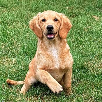 Wally -  Miniature Poodle and Golden Retriever Dog for Adoption in Minneapolis, Minnesota - Wally | PetCurious