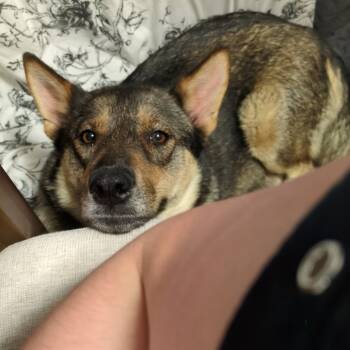 Rescue Shepherd Dogs for Adoption in Buffalo, Minnesota - Marylou | PetCurious