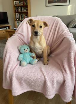 Chihuahua Dogs Available for Adoption - Nala | PetCurious