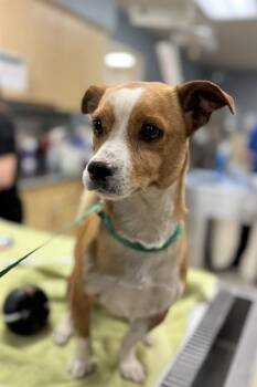 Chihuahua Dogs Available for Adoption in Riverside, California - ABEL | PetCurious