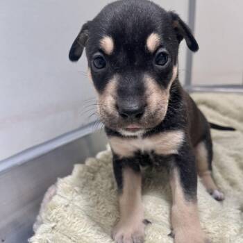 Kuzco -  Rottweiler and Mixed Breed Dog for Adoption in Murray, Utah - Kuzco | PetCurious