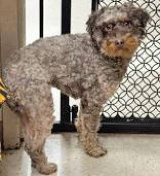 Norman -  Miniature Poodle Dog for Adoption in Portsmouth, Ohio - Norman | PetCurious