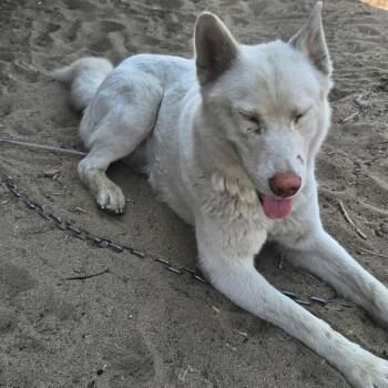 Paula -  Husky and Mixed Breed Dog for Adoption in Tacoma, Washington - Paula | PetCurious