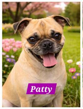 Chug Dogs Available for Adoption in Lewiston, Idaho - Patty | PetCurious