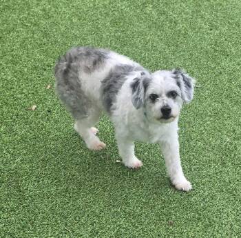 Tutsy -  Shih Tzu Dog for Adoption in Lakeland, Florida - Tutsy | PetCurious