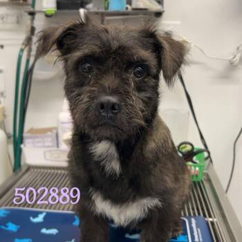 Wire Fox Terrier Dogs Available for Adoption in Chico, California - BONES | PetCurious