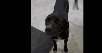 Ruby -  Retriever and Great Pyrenees Dog for Adoption in Dallas, Texas - Ruby | PetCurious