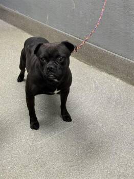 Rescue Pug and Mixed Breed Dogs for Adoption in Las Vegas, Nevada - MALEEK | PetCurious