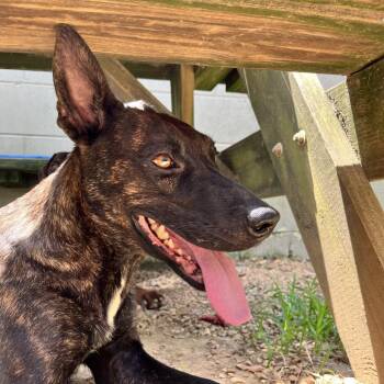 Mitzi -  Dutch Shepherd Dog for Adoption in Birmingham, Alabama - Mitzi | PetCurious