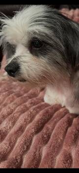 Ariel Angel -  Maltese and Shih Tzu Dog for Adoption in Milton, Georgia - Ariel Angel | PetCurious