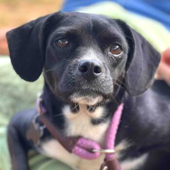 Rescue Mixed Breed Dogs for Adoption in Huntington, West Virginia - Shay | PetCurious