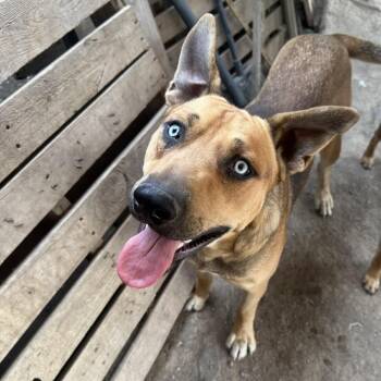 Sinatra -  Husky and Mixed Breed Dog for Adoption in Bend, Oregon - Sinatra | PetCurious
