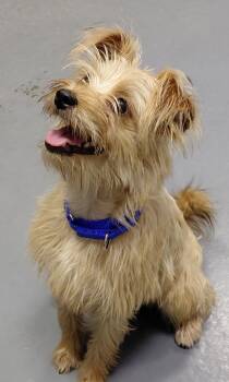 Rescue Yorkshire Terrier and Terrier Dogs for Adoption in South Bend, Indiana - Lulu-In A Foster Home | PetCurious