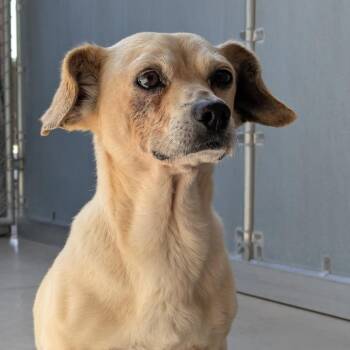 Pip -  Chihuahua and Mixed Breed Dog for Adoption in Goleta, California - Pip | PetCurious