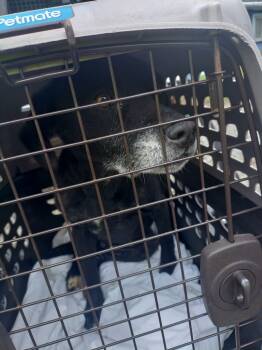 Rescue Labrador Retriever and Mixed Breed Dogs for Adoption in Saint Clairsville, Ohio - Sasha AKA "Meena | PetCurious