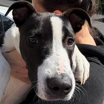Pit Bull Terrier Dogs Available for Adoption in Nashville, Tennessee - Finnegan | PetCurious