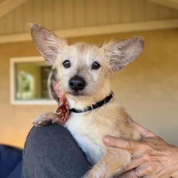Paloma -  Chihuahua Dog for Adoption in Ramona, California - Paloma | PetCurious