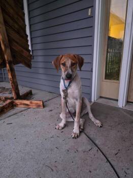 Flint -  Mixed Breed Dog for Adoption in Taycheedah, Wisconsin - Flint | PetCurious