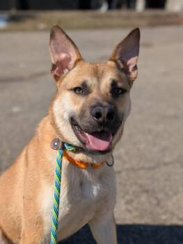Theo -  Mixed Breed Dog for Adoption in Cincinnati, Ohio - Theo | PetCurious