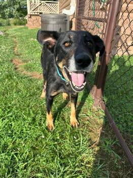 Pinky -  Shepherd Dog for Adoption in Middletown, Connecticut - Pinky | PetCurious