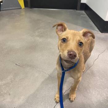 Chihuahua and Mixed Breed Dogs Available for Adoption in Tampa, Florida - Jay | PetCurious