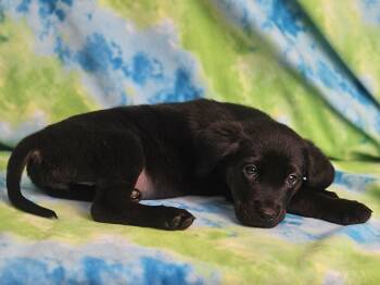 Rottweiler and Golden Retriever Dogs Available for Adoption in East Sparta, Ohio - Waffles | PetCurious