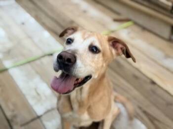 Cindy -  Mixed Breed Dog for Adoption in Fairfax, Virginia - Cindy | PetCurious