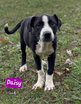 Rescue Hound Dogs for Adoption in Wheelersburg, Ohio - Daisy | PetCurious