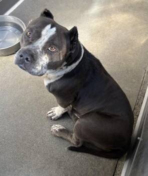 LOLA -  Pit Bull Terrier Dog for Adoption in San Bernardino, California - LOLA | PetCurious